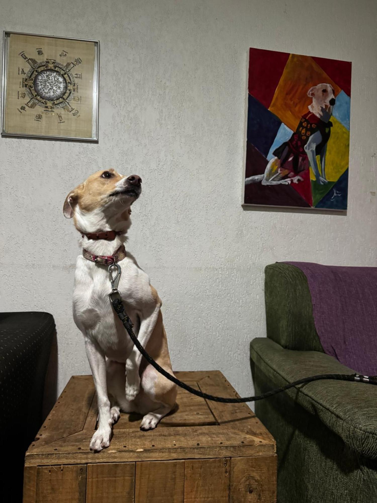 Nomade In Arte E Hostel São Paulo Exteriér fotografie